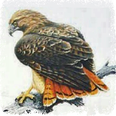 Spirit of Red-Tailed Hawk red_tailed_hawk