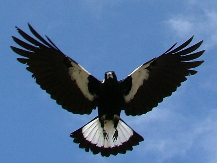 magpie_in_flight