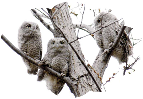 screech owls