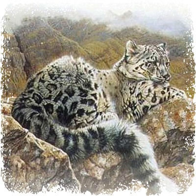 Spirit of Snow Leopard