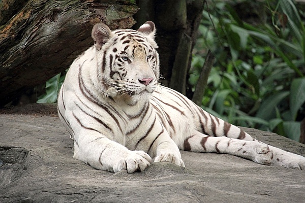 white tiger23