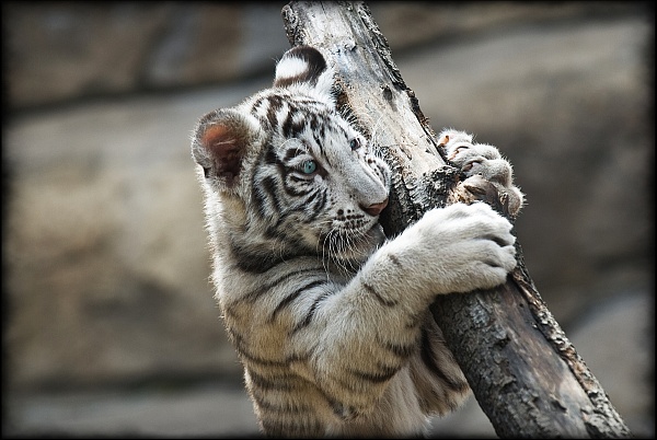 white tiger in the moscow zoo