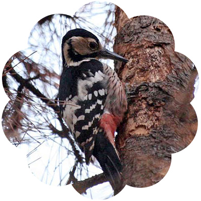 white_backed_woodpecker