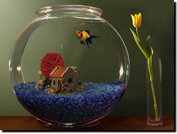 feng Shui Fish Tank to Attract Abundance