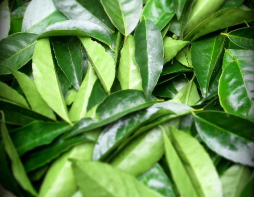 guayusa-organic-leaves