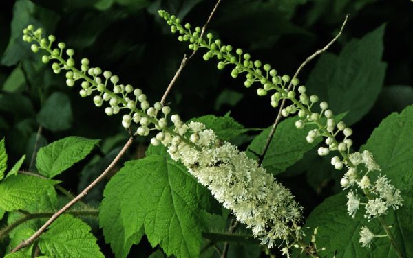3 Powerful Indigenous Herbs From North America