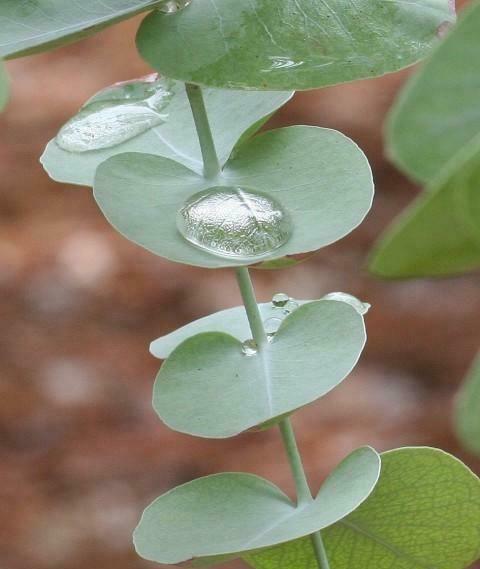 Eucalyptus