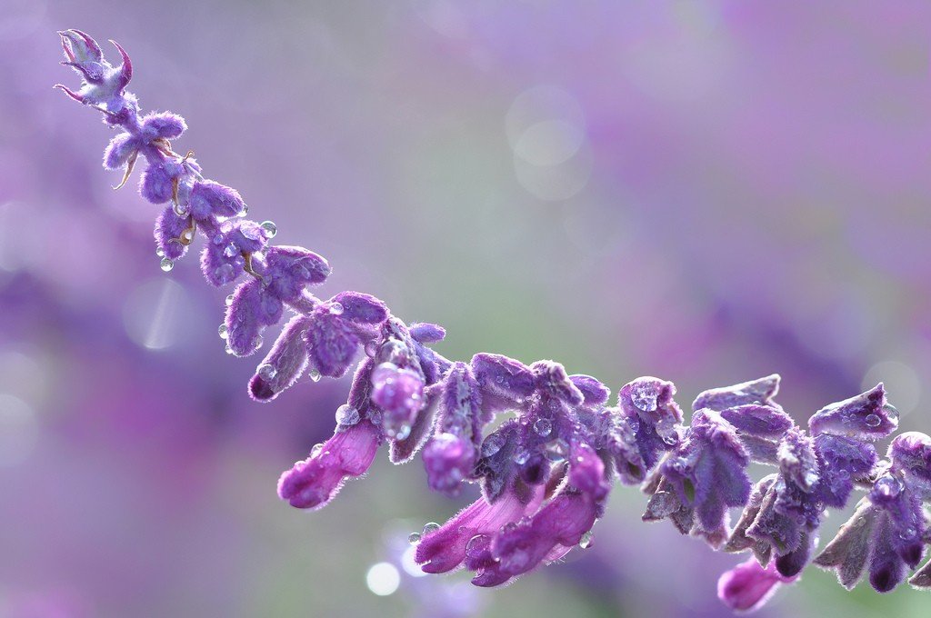 Photo:Lavender. Via: Dave Spindle | Flickr | licensed by Creative Commons 2.0.