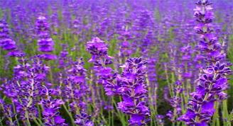 lavender