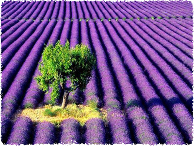 lavender_farm