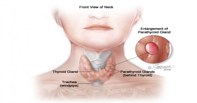 thyroid