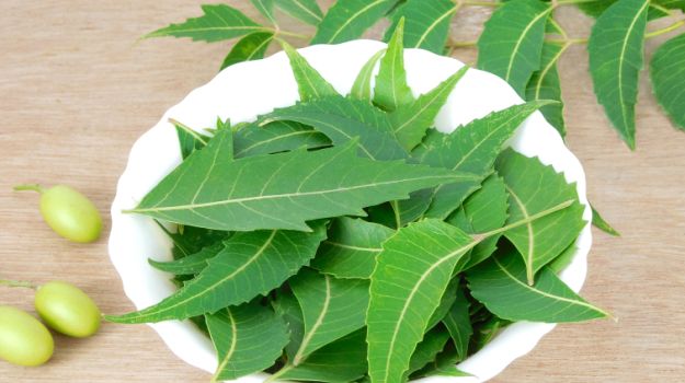 neem leaves