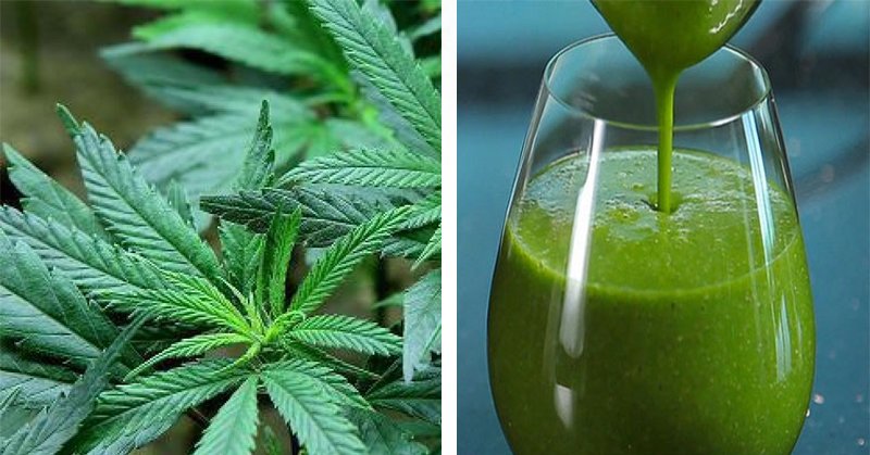cannabis/cannabis-raw-juicing
