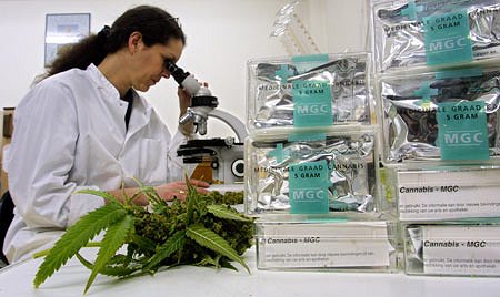 cannabis-research