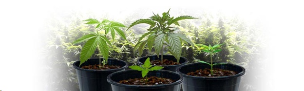 Autoflowering Cannabis Strains