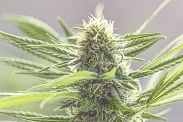 7 Myths Surrounding Autoflowering Cannabis Strains