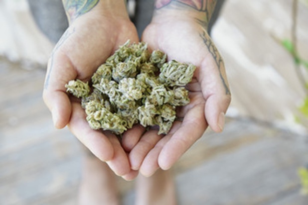 Autoflowering Cannabis