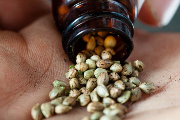 How to Recognize Quality Marijuana Seeds?