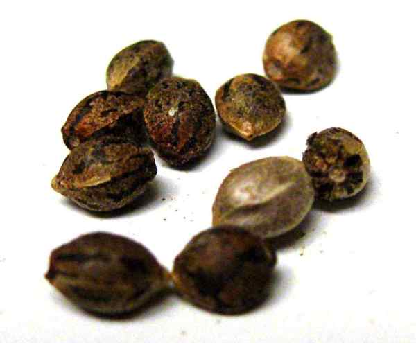 Quality Marijuana Seeds