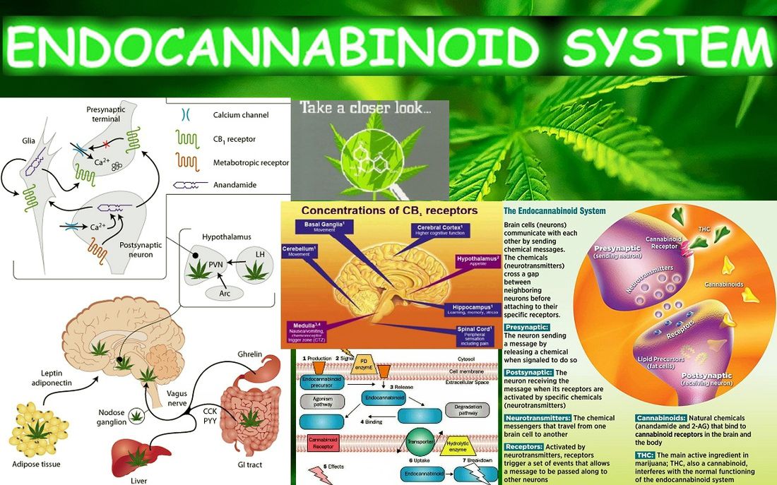 endocannabinoid-system