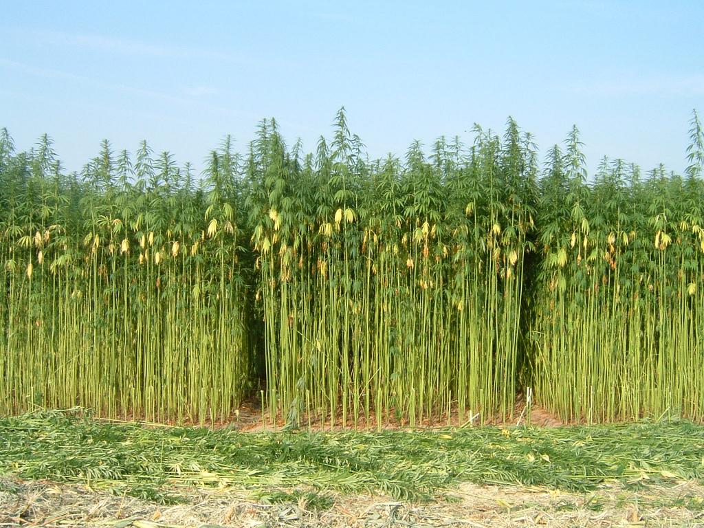 hemp-farm