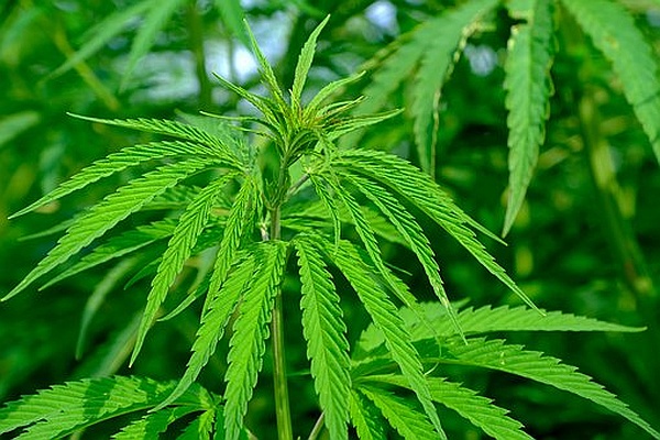 A Guide To Smokeable Hemp Flower