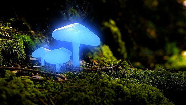 Magic mushrooms sprouting 