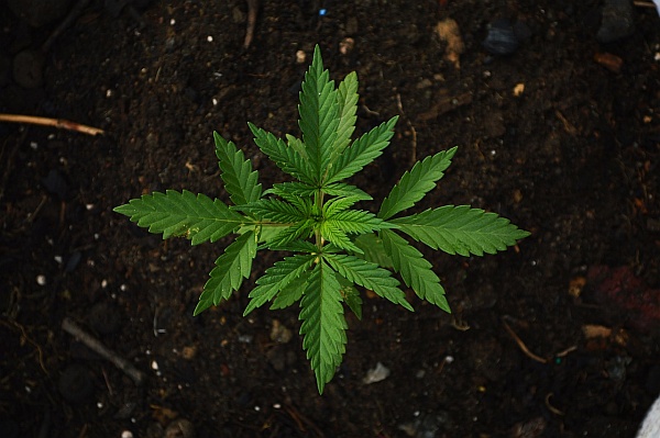 5 Common Myths About Cannabis