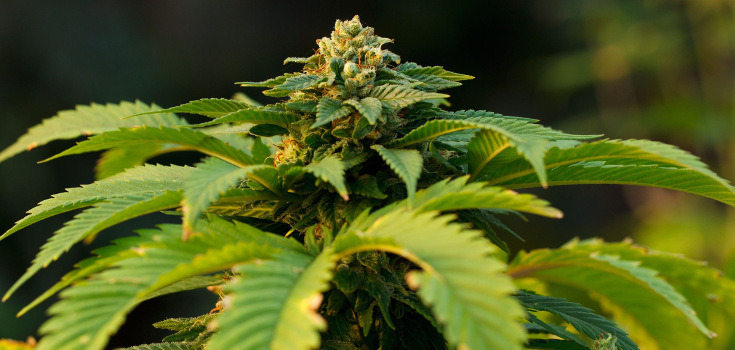 marijuana_plant