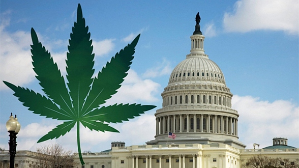 what-your-government-knows-about-cannabis-and-cancer-and-isnt-telling-you