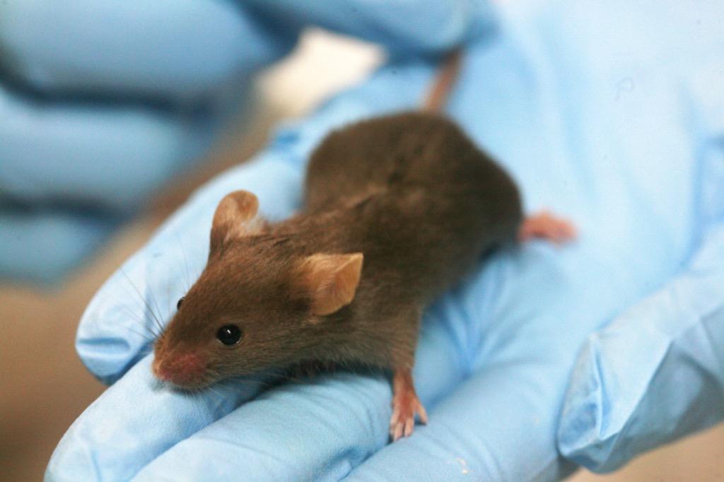 Scientists Can Now Reverse DNA Aging in Mice! dna mice