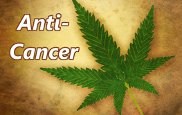 marijuana_anti_cancer