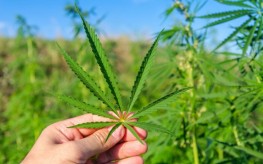 marijuana-green-leaf