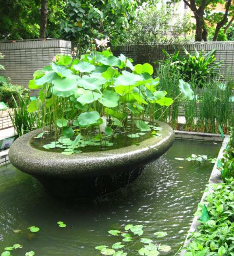 Water Garden