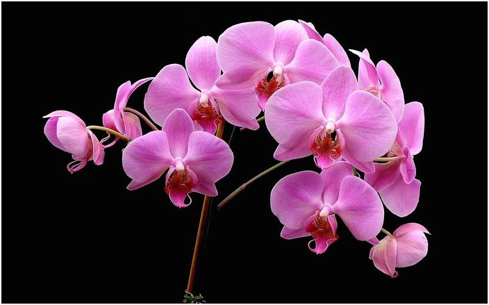 orchid_branch