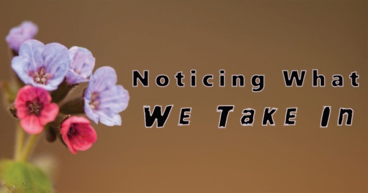 Noticing What We Take In noticingwhatwetakein