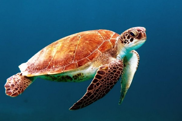 Save the Turtles in Costa Rica