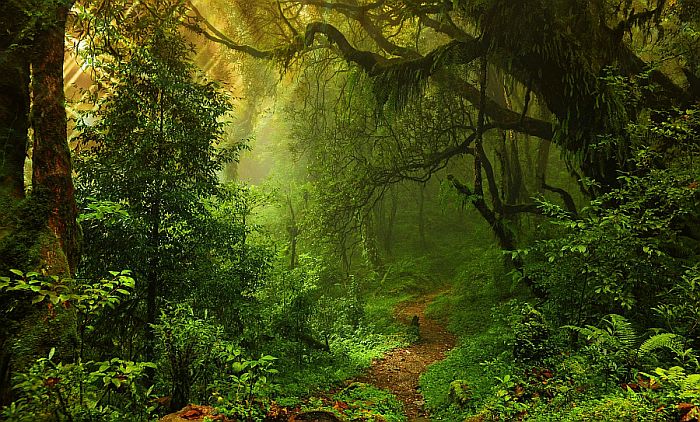 Nature's Amazing Ability To Heal An Empath Suffering From Emotional Toxicity Nature's Amazing Ability To Heal An Empath Suffering From Emotional Toxicity