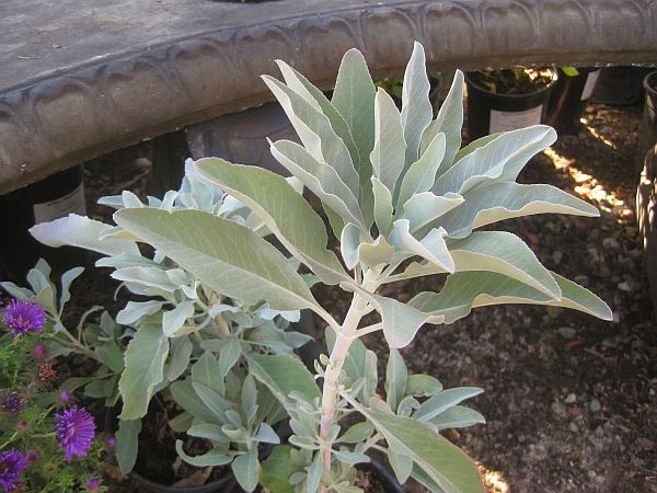 creamy-white-sage