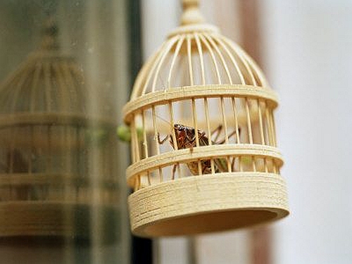 cricket-cage