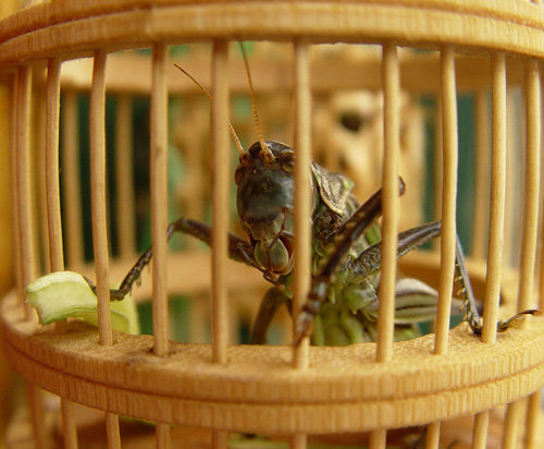 cricket_in_cage