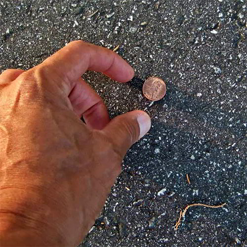Lucky Penny - Pick it up! lucky-penny