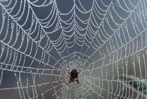 spider_web_with_dew