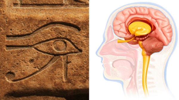 The Pineal Gland: Its History, Symbolism And Physical Functionality