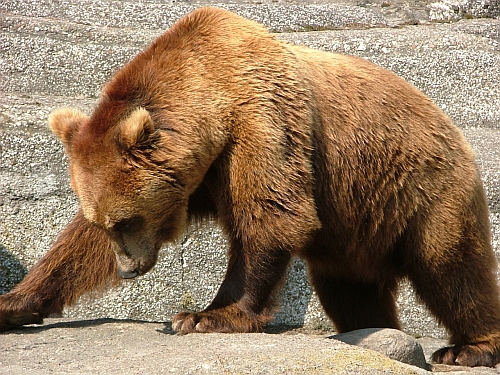 Brown Bear