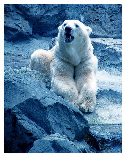 Polar Bear