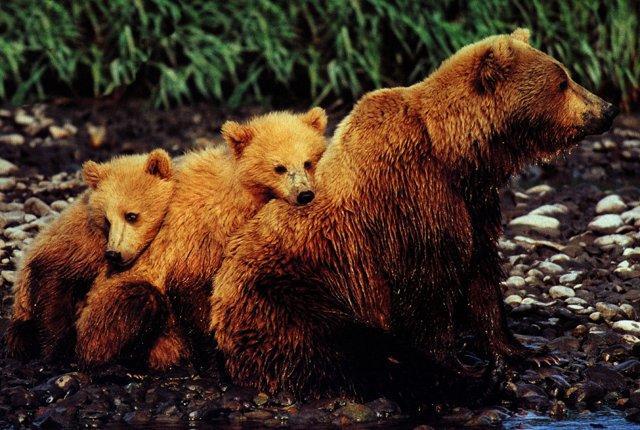 Bear and Cubs