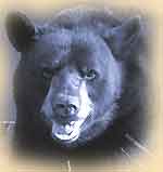 Black Bear