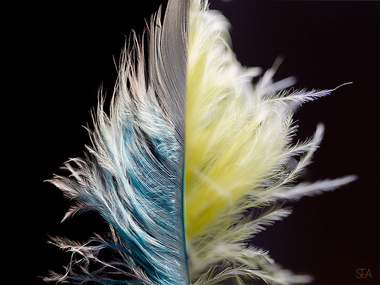 feather-colours