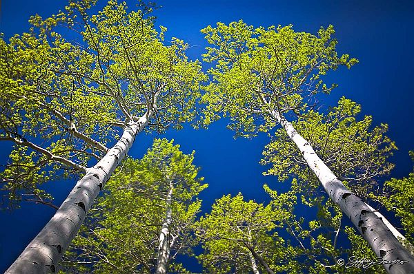 quaking aspen2